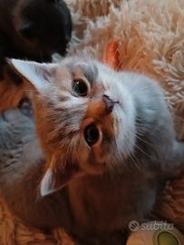 Un morbidoso e simpa cucciolo scottish straight