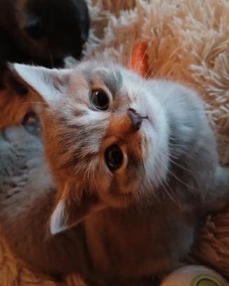 Un morbidoso e simpa cucciolo scottish straight