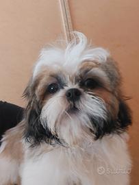 Shih-tzu