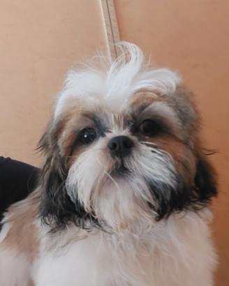Shih-tzu