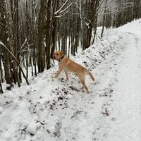 Labrador maschio per monte