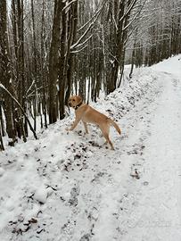 Labrador maschio per monte