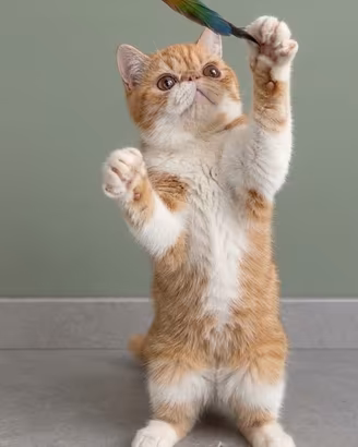 Gatti Persiani e Exotic cuccioli