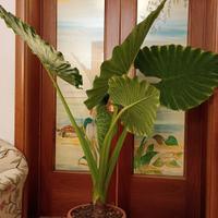 Pianta Alocasia h.175