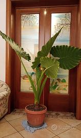 Pianta Alocasia h.175