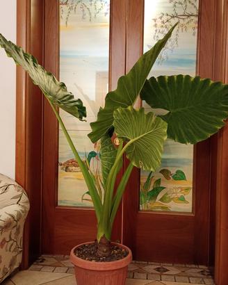 Pianta Alocasia h.175