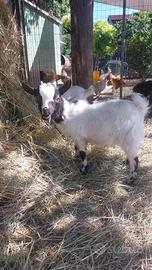 Cucciolo capra