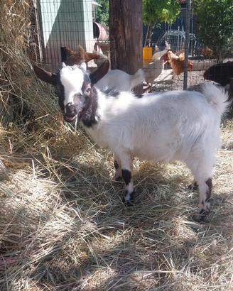 Cucciolo capra