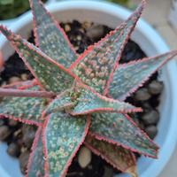 pianta grassa cactus 