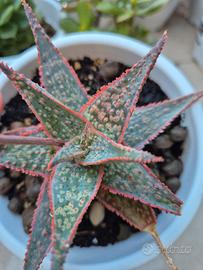 pianta grassa cactus 