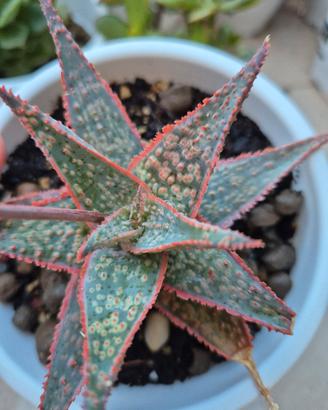 pianta grassa cactus 