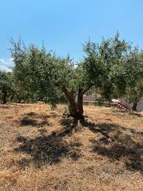 Terreno agricolo