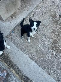 Border Collie