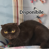 Scottish Fold adulti