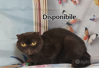 Scottish Fold adulti