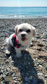 Cane maltese 10 anni