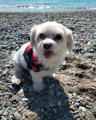 Cane maltese 10 anni