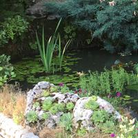 Hydrocaris morsus ranae pianta galleggiante