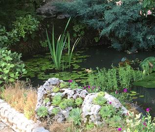 Hydrocaris morsus ranae pianta galleggiante