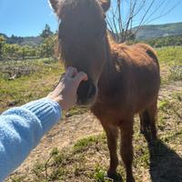 Mini pony