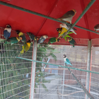 Inseparabili Personata