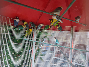 Inseparabili Personata