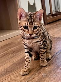 Gatti bengala