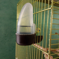 Pappagalli razza cocorite