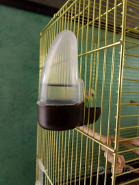 Pappagalli razza cocorite