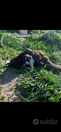 Lagotto