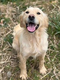 HONEY, dolce mix GOLDEN RETRIEVER cercaa amore
