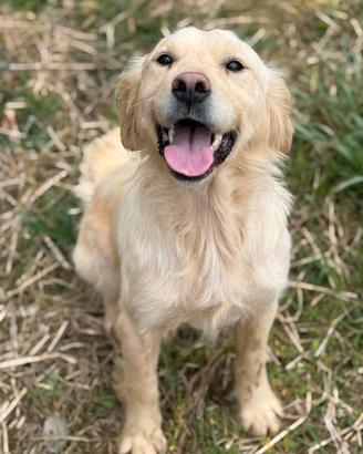 HONEY, dolce mix GOLDEN RETRIEVER cercaa amore