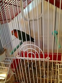 Inseparabili