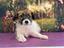 Immagine 1