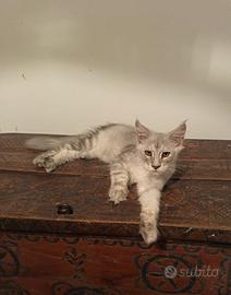 Maine Coon Cuccioli Silver & Shaded