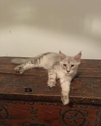 Maine Coon Cuccioli Silver & Shaded