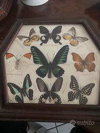 Quadro farfalle vere