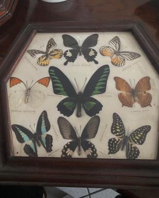 Quadro farfalle vere