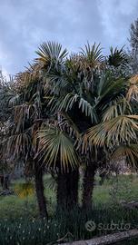 Palme da giardino