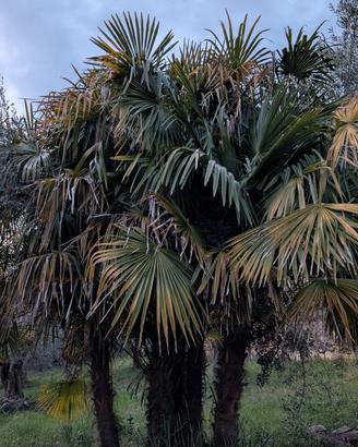 Palme da giardino