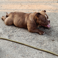 Affido american bully femmina