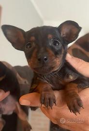 Cuccioli Pinscher Nano con Pedigree