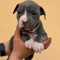 Pitbull cuccioli
