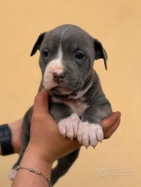 Pitbull cuccioli