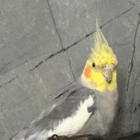 Calopsite allevato a mano