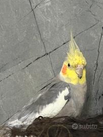 Calopsite allevato a mano