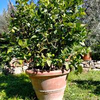 Pianta di limone piu conca