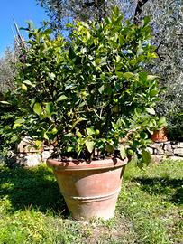Pianta di limone piu conca