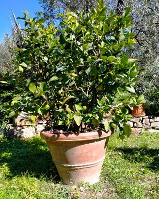 Pianta di limone piu conca