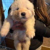 Cuccioli maremmano abruzzese